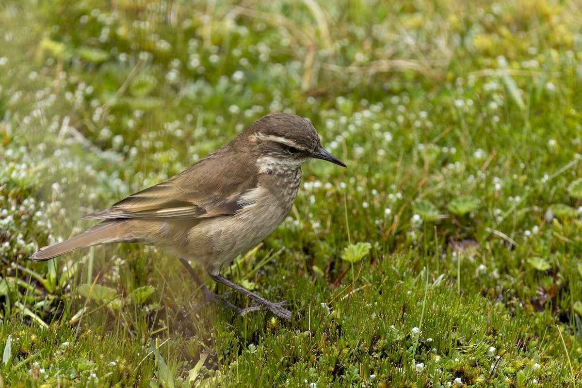 Chestnut-winged Cinclodes - ML646358017