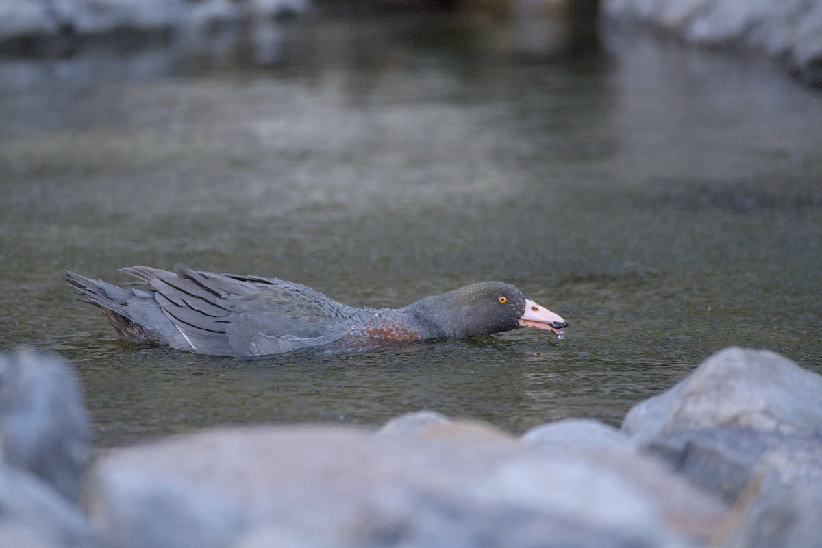 Blue Duck - ML646358019