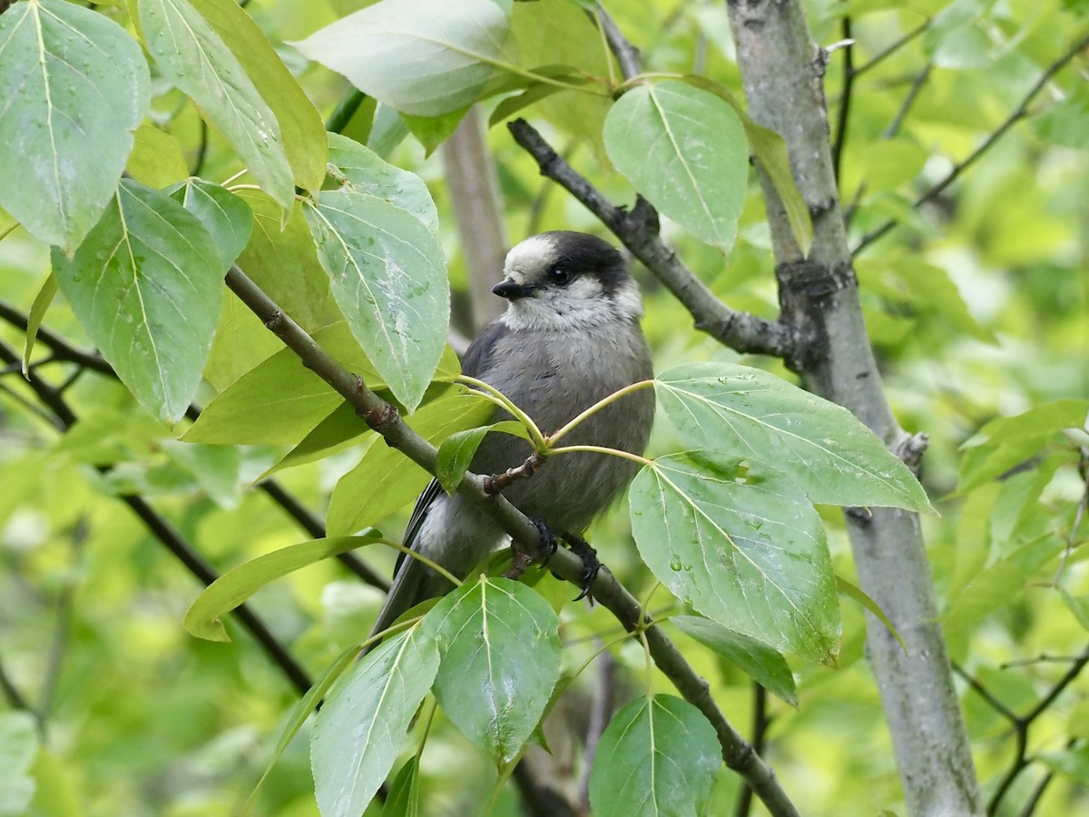 Canada Jay (Boreal) - ML646358020