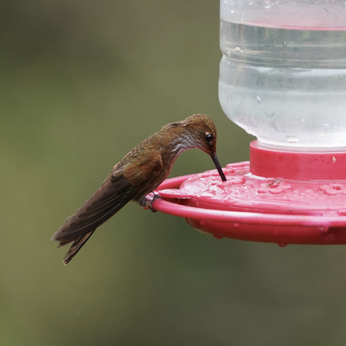 Bronzy Inca - ML646358022