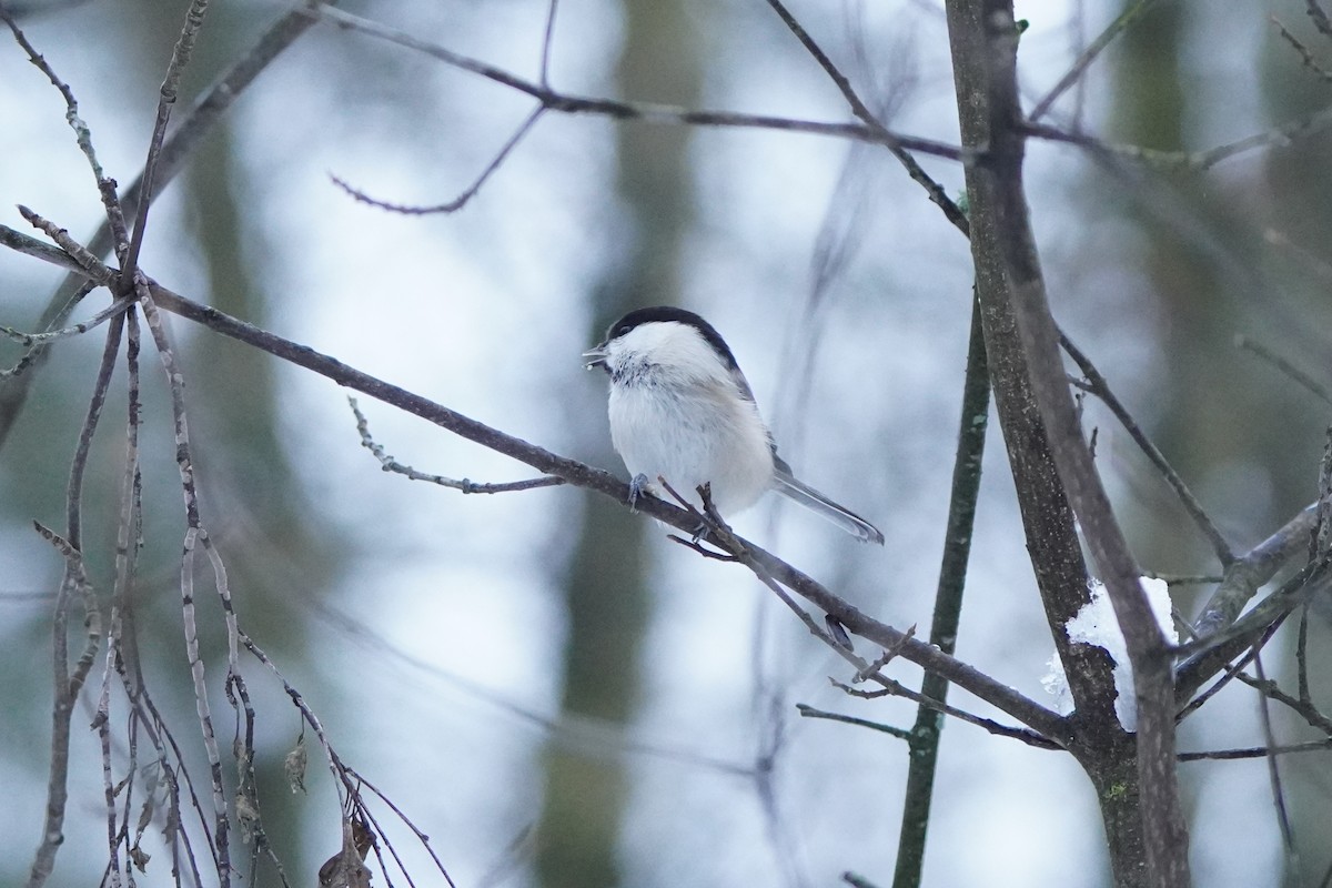 Willow Tit - ML646358023
