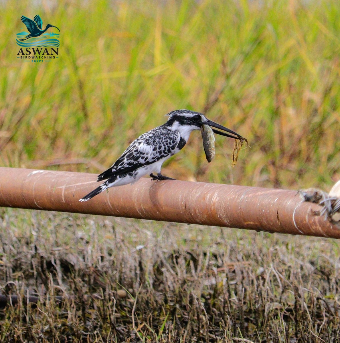 Pied Kingfisher - ML646358024
