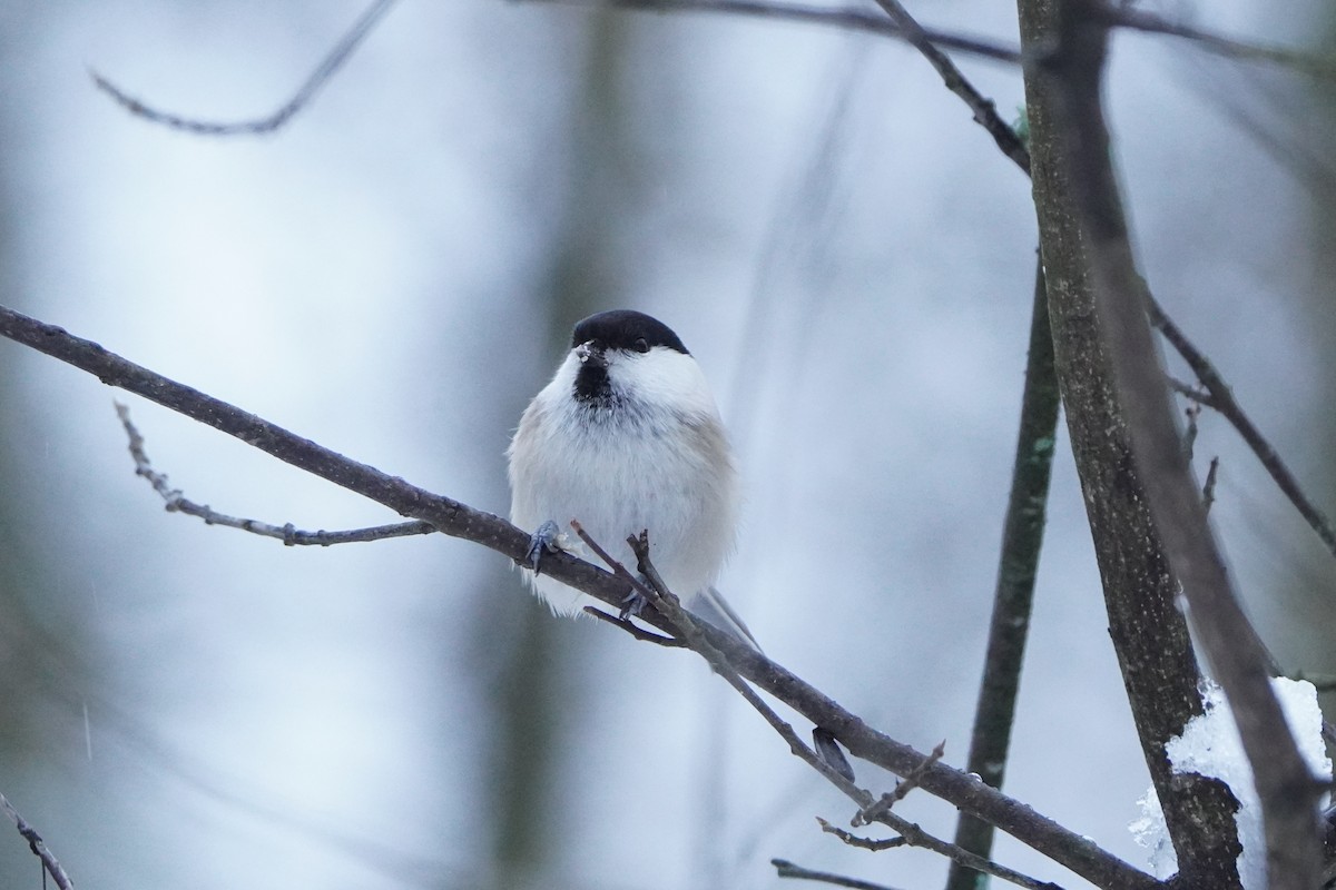 Willow Tit - ML646358025