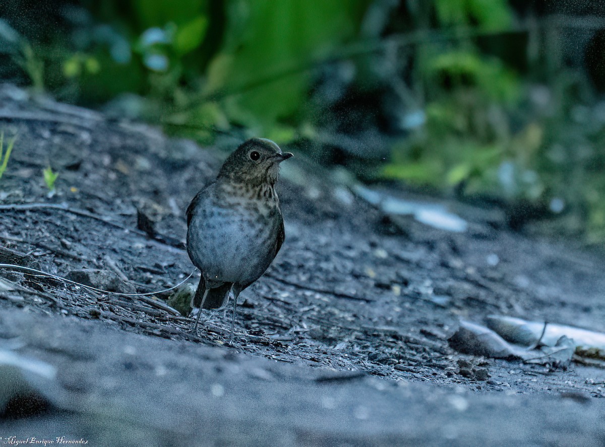 Swainson's Thrush - ML646358027