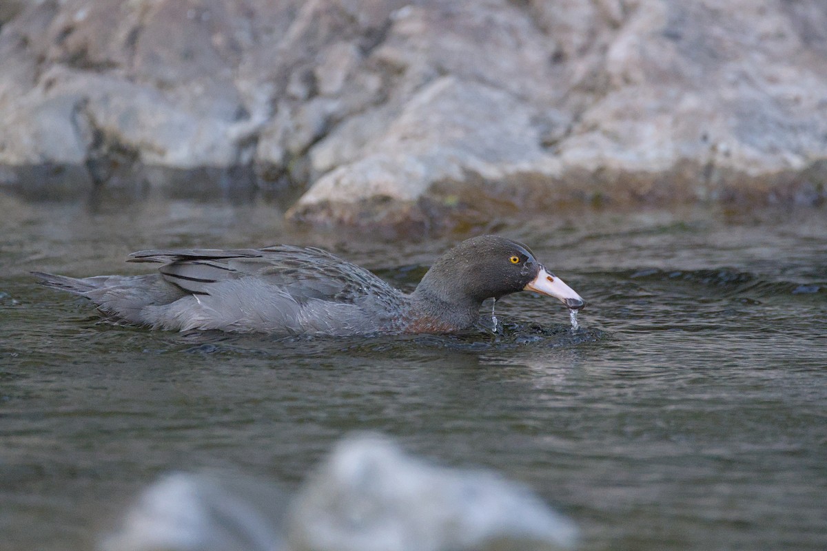 Blue Duck - ML646358031
