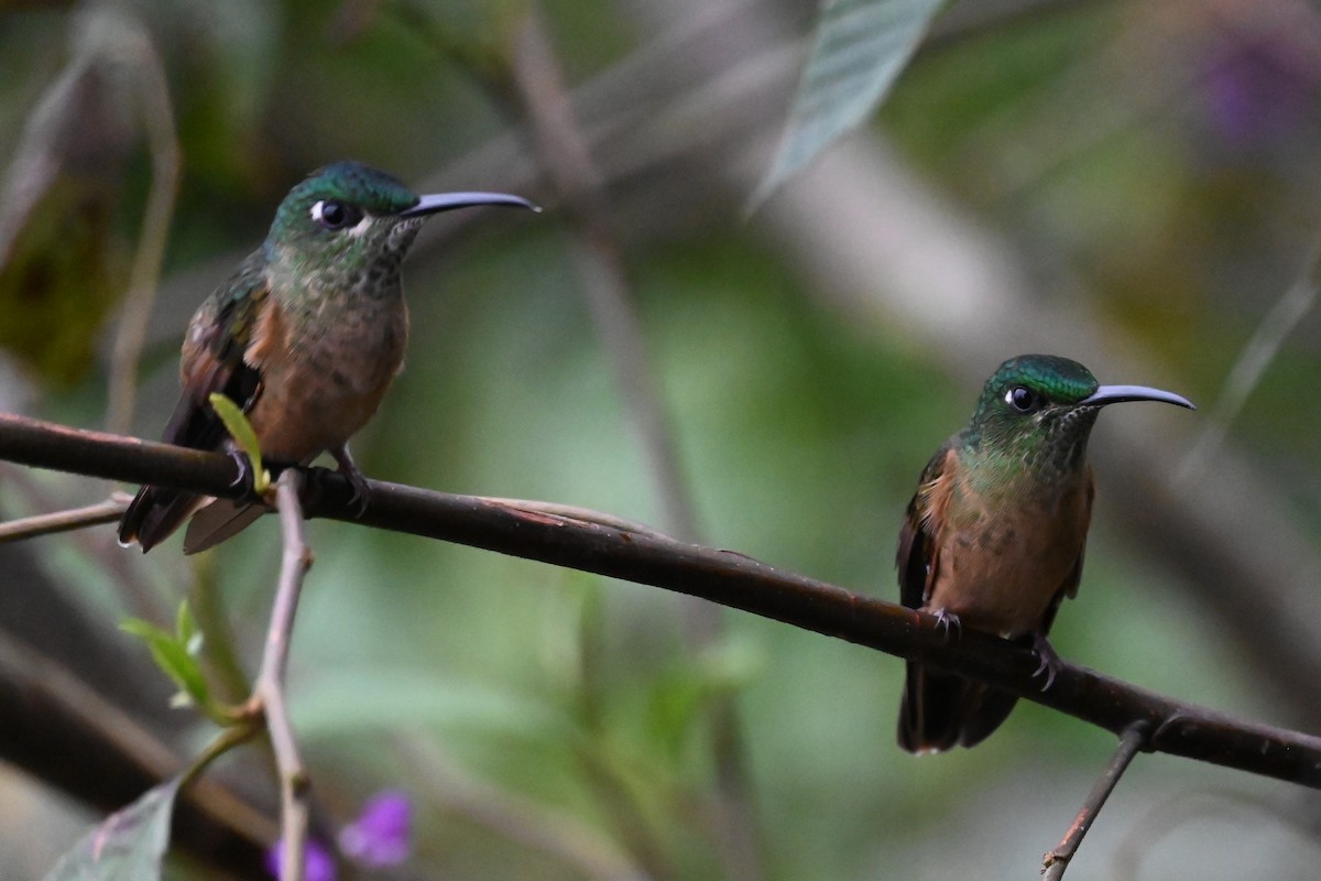 Fawn-breasted Brilliant - ML646358032