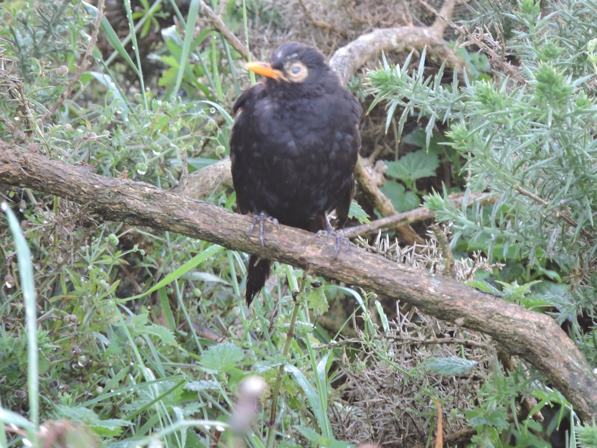Eurasian Blackbird - ML646358040