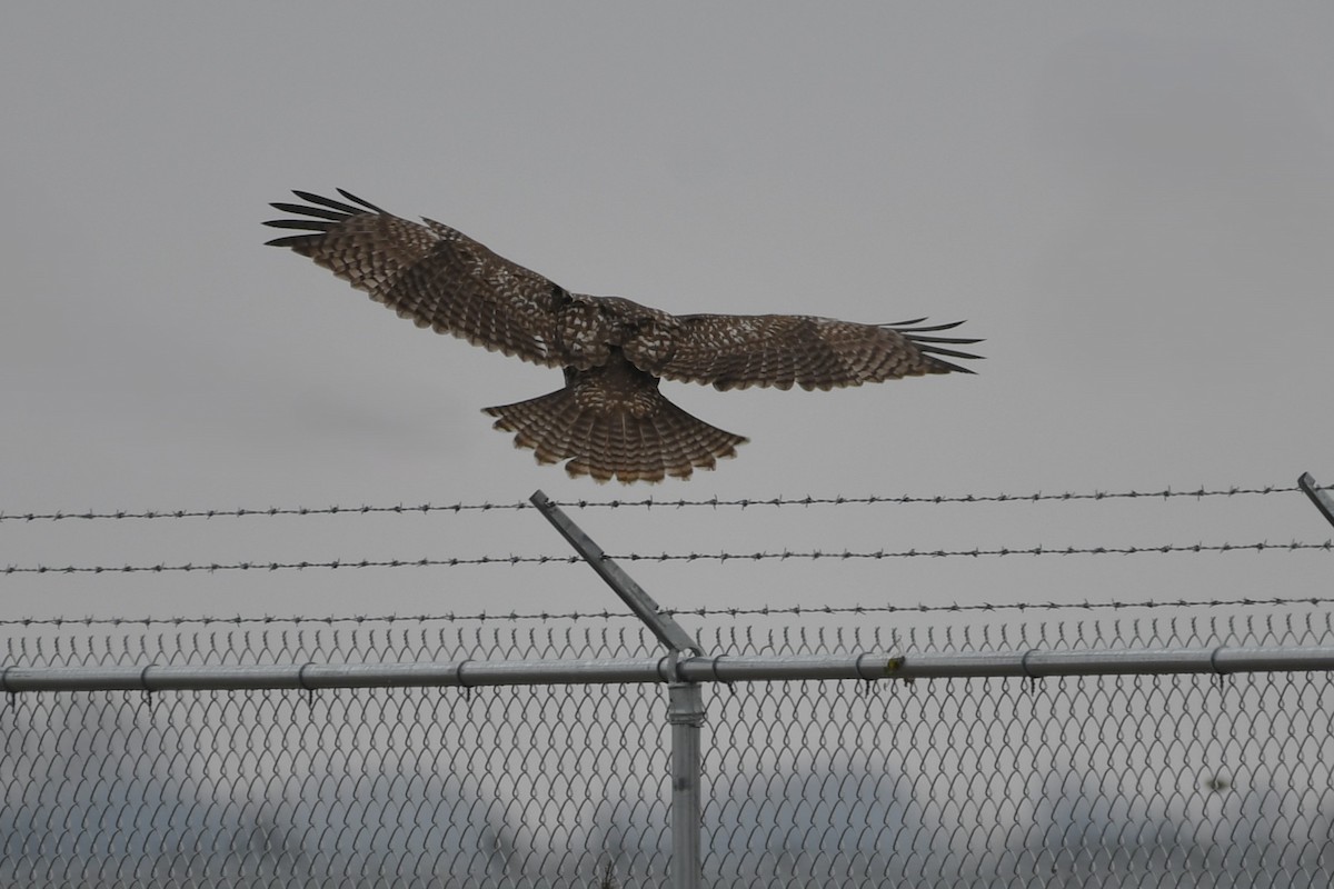 Red-tailed Hawk (abieticola) - ML646358042