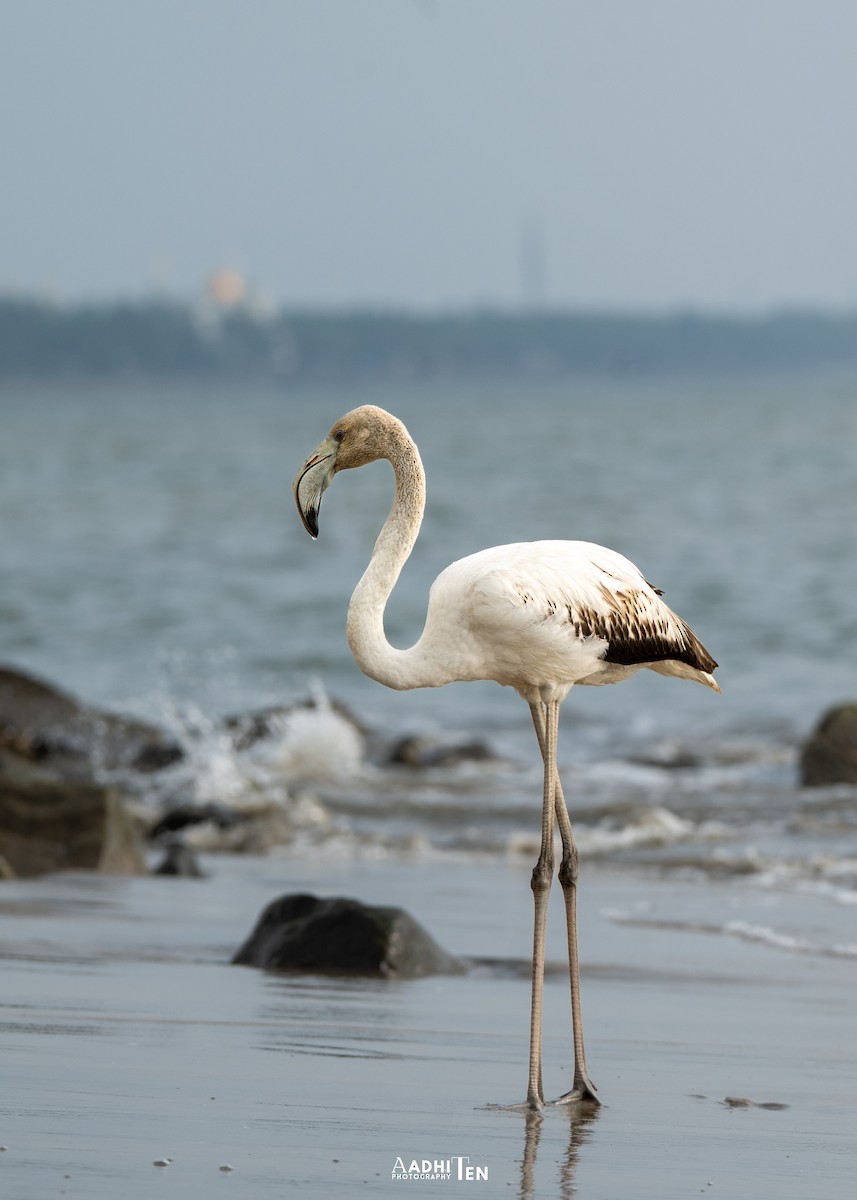 Greater Flamingo - ML646358043