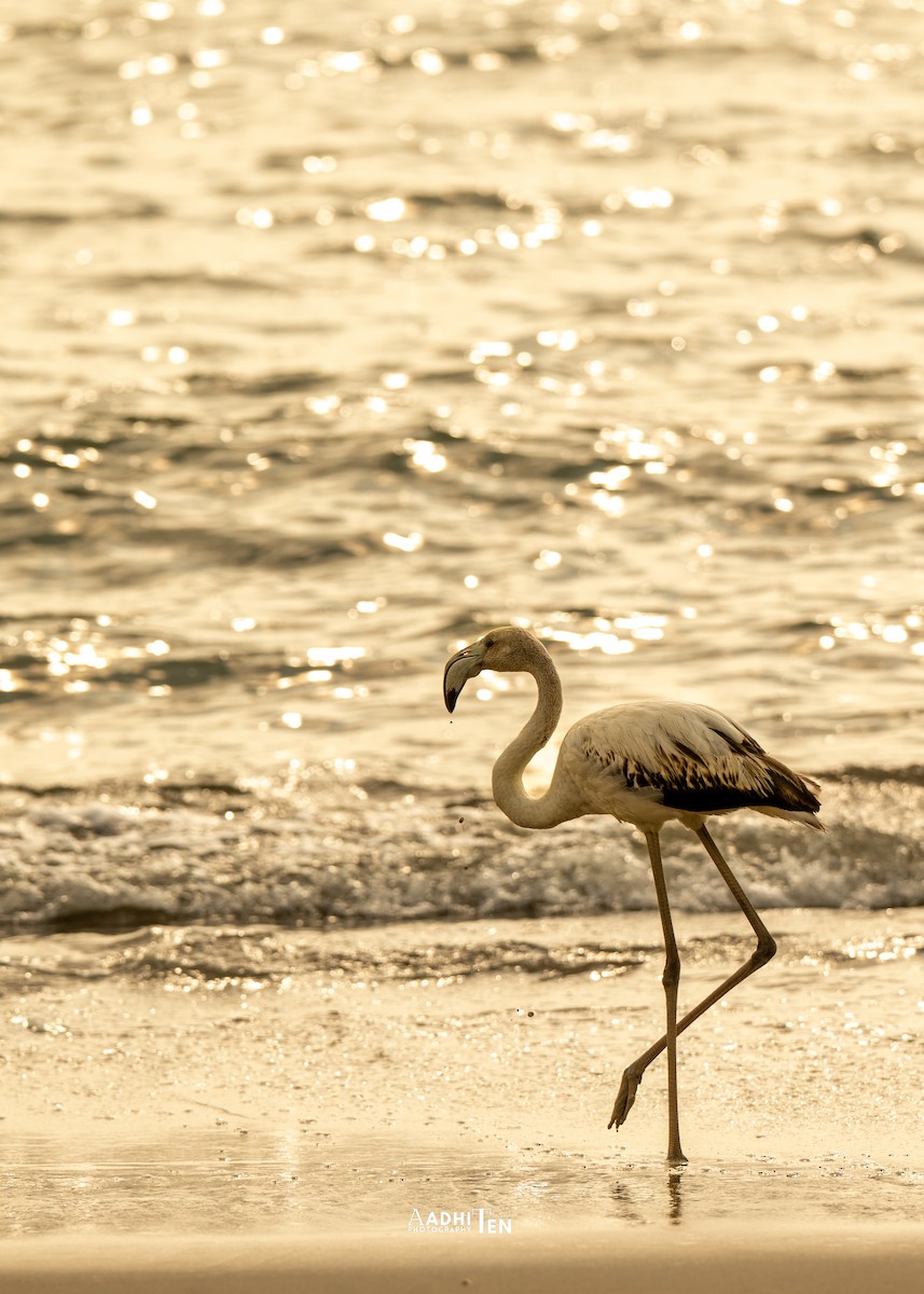 Greater Flamingo - ML646358044