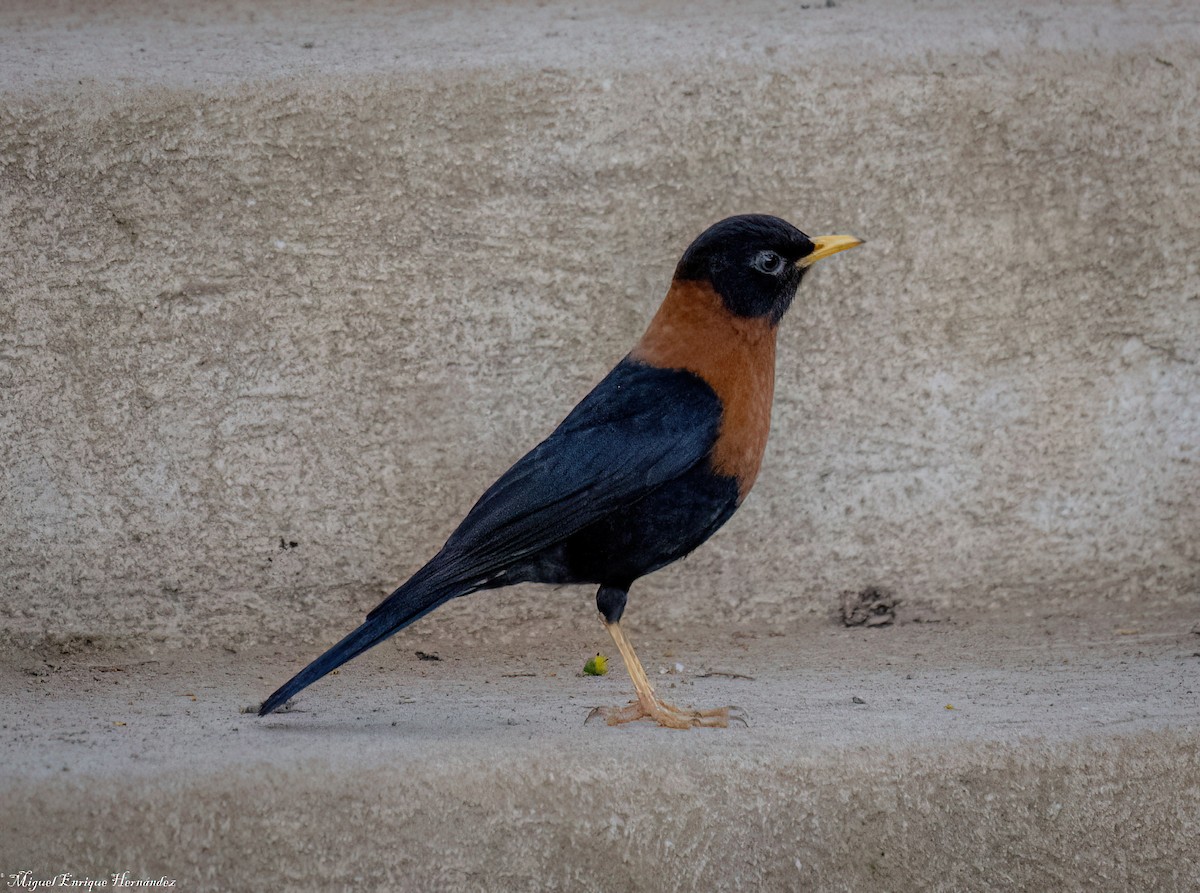 Rufous-collared Robin - ML646358049