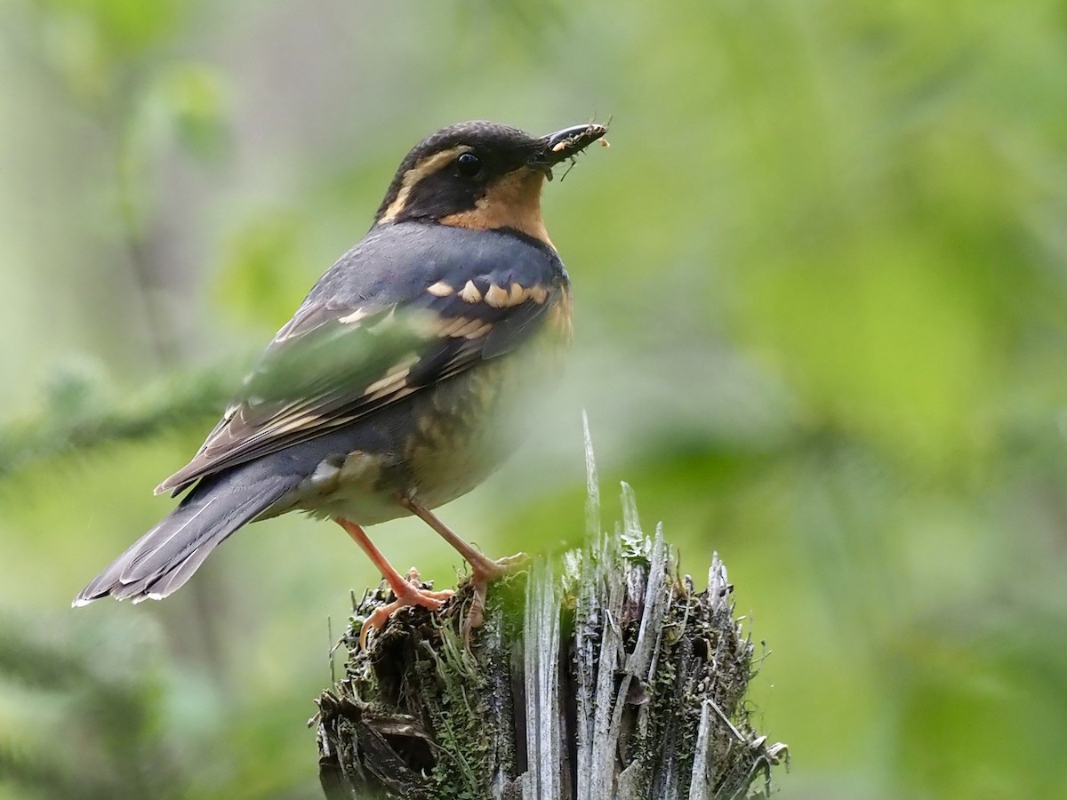 Varied Thrush - ML646358050