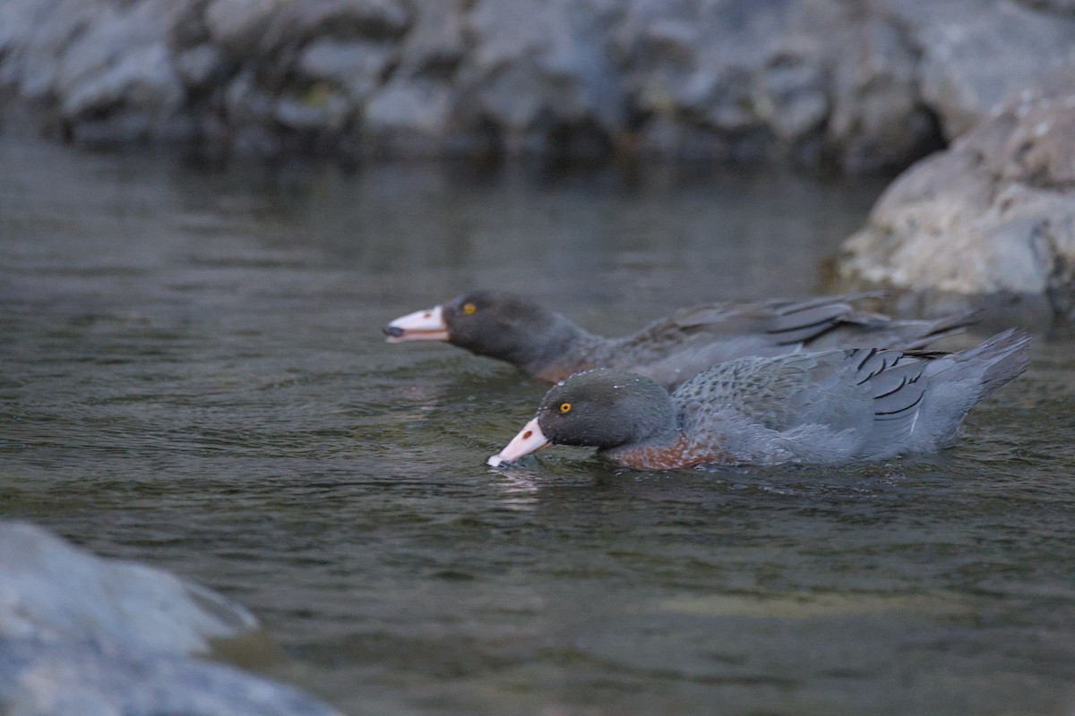 Blue Duck - ML646358051