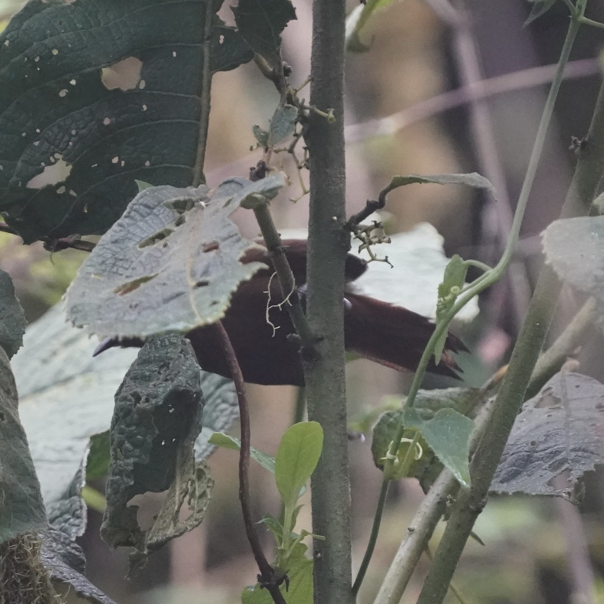 Rufous Wren - ML646358052