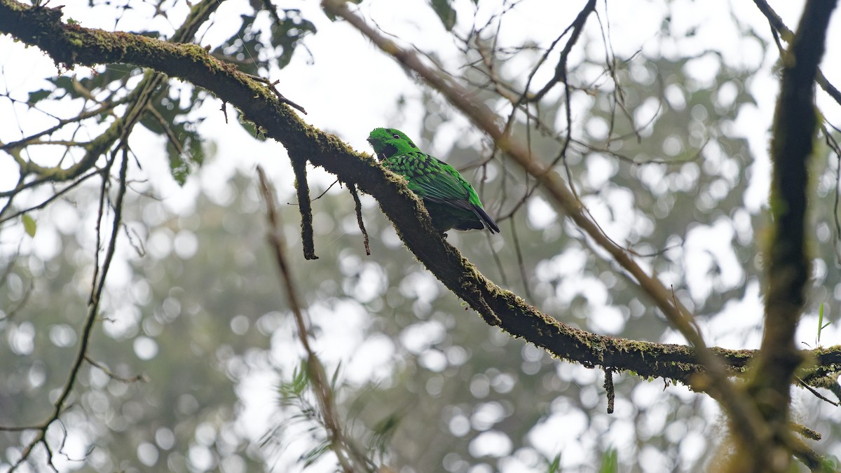 Whitehead's Broadbill - ML646358054