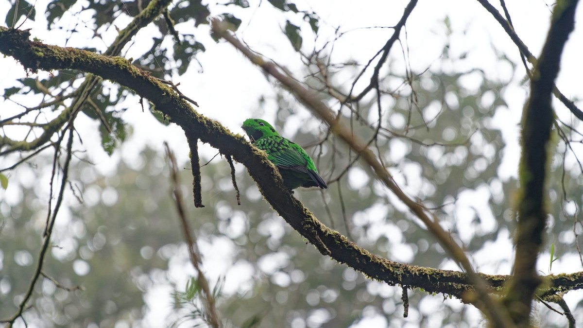 Whitehead's Broadbill - ML646358055