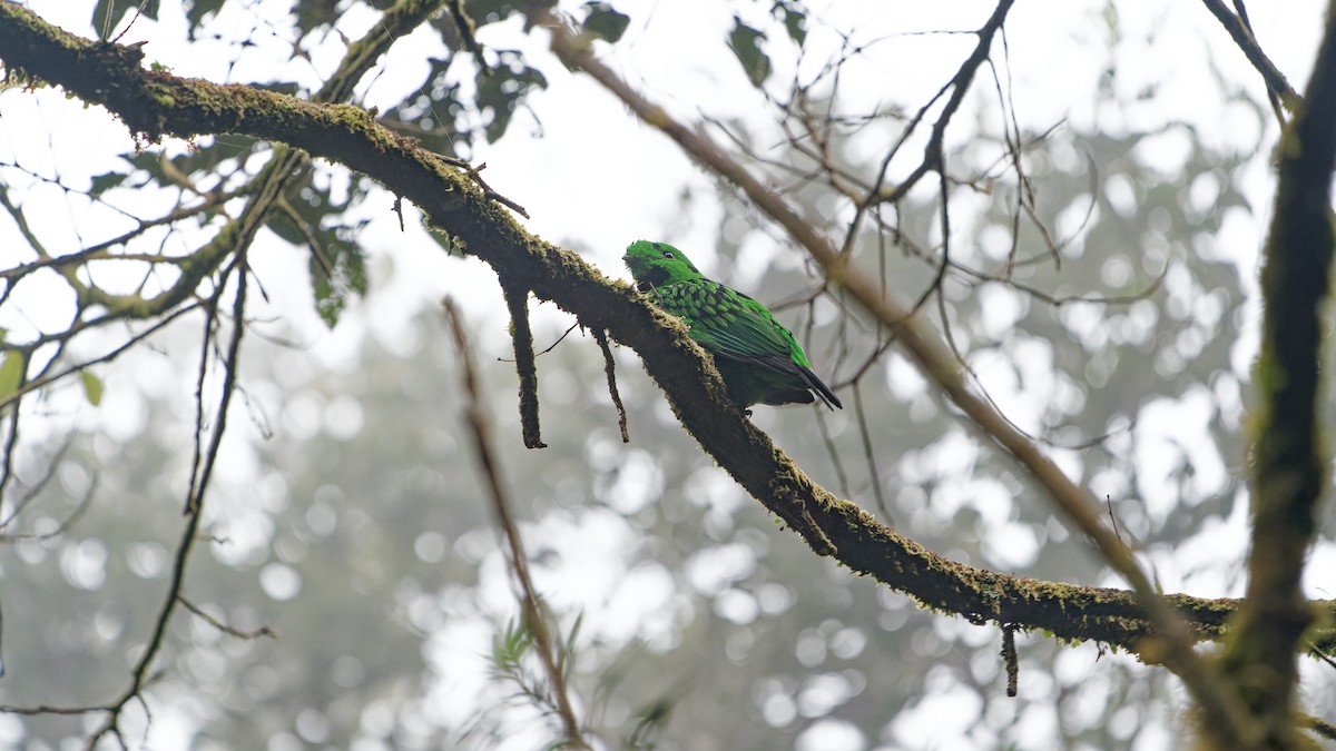 Whitehead's Broadbill - ML646358056