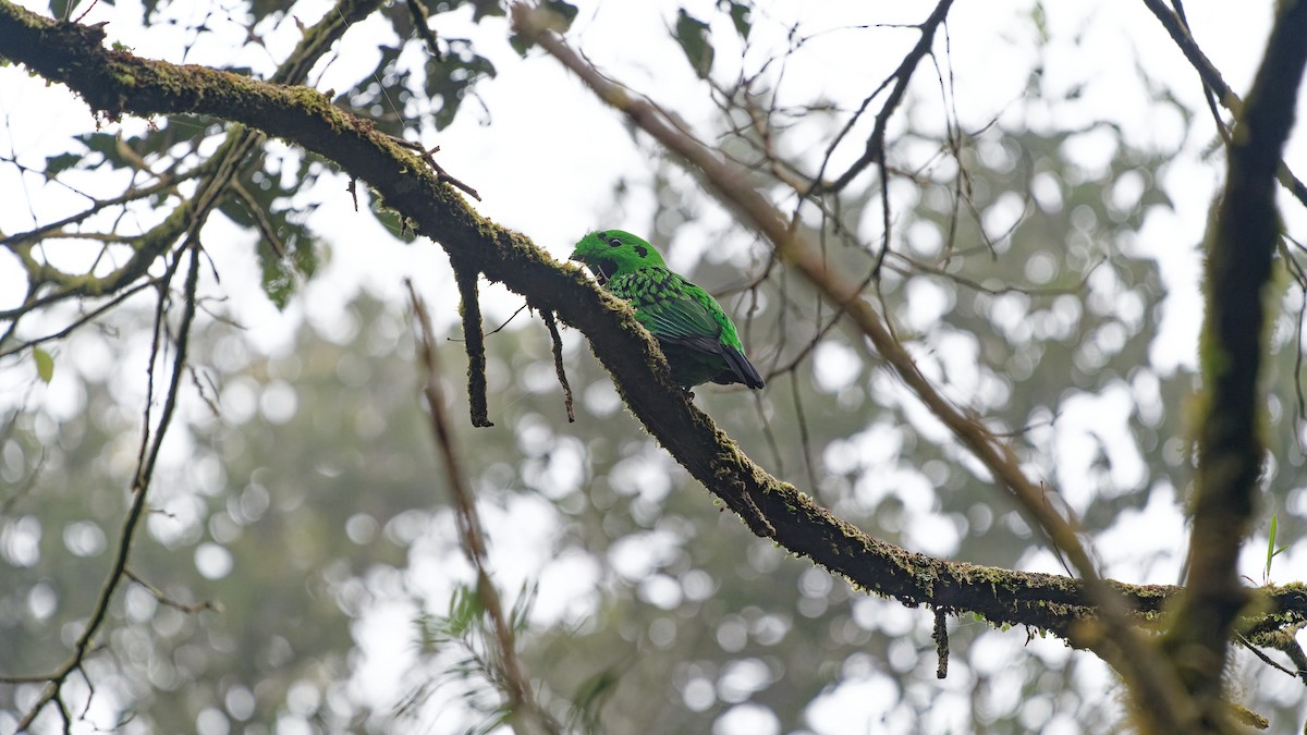 Whitehead's Broadbill - ML646358057