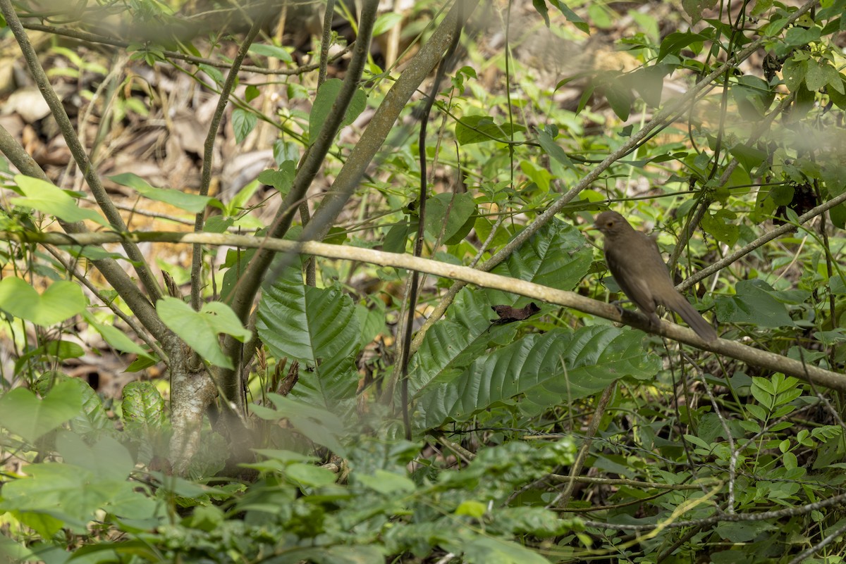 Ecuadorian Thrush - ML646358058