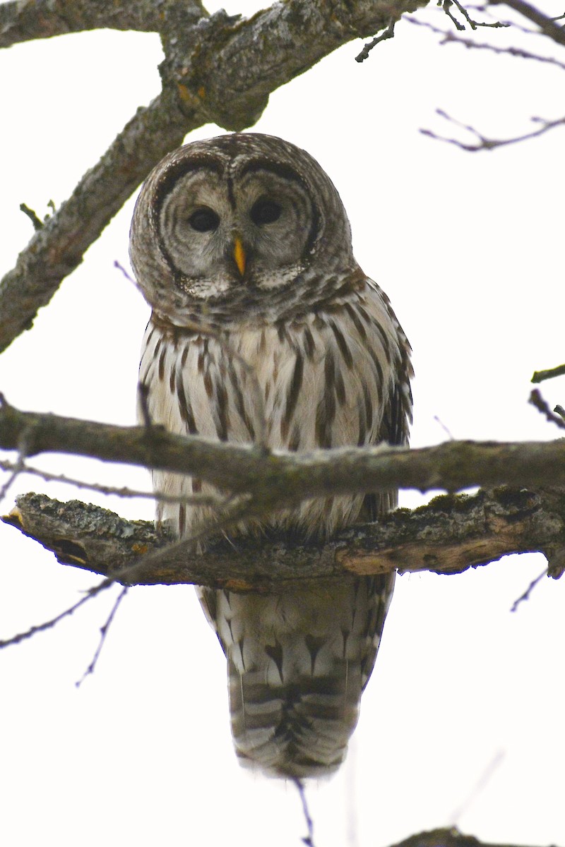 Barred Owl - ML646358059