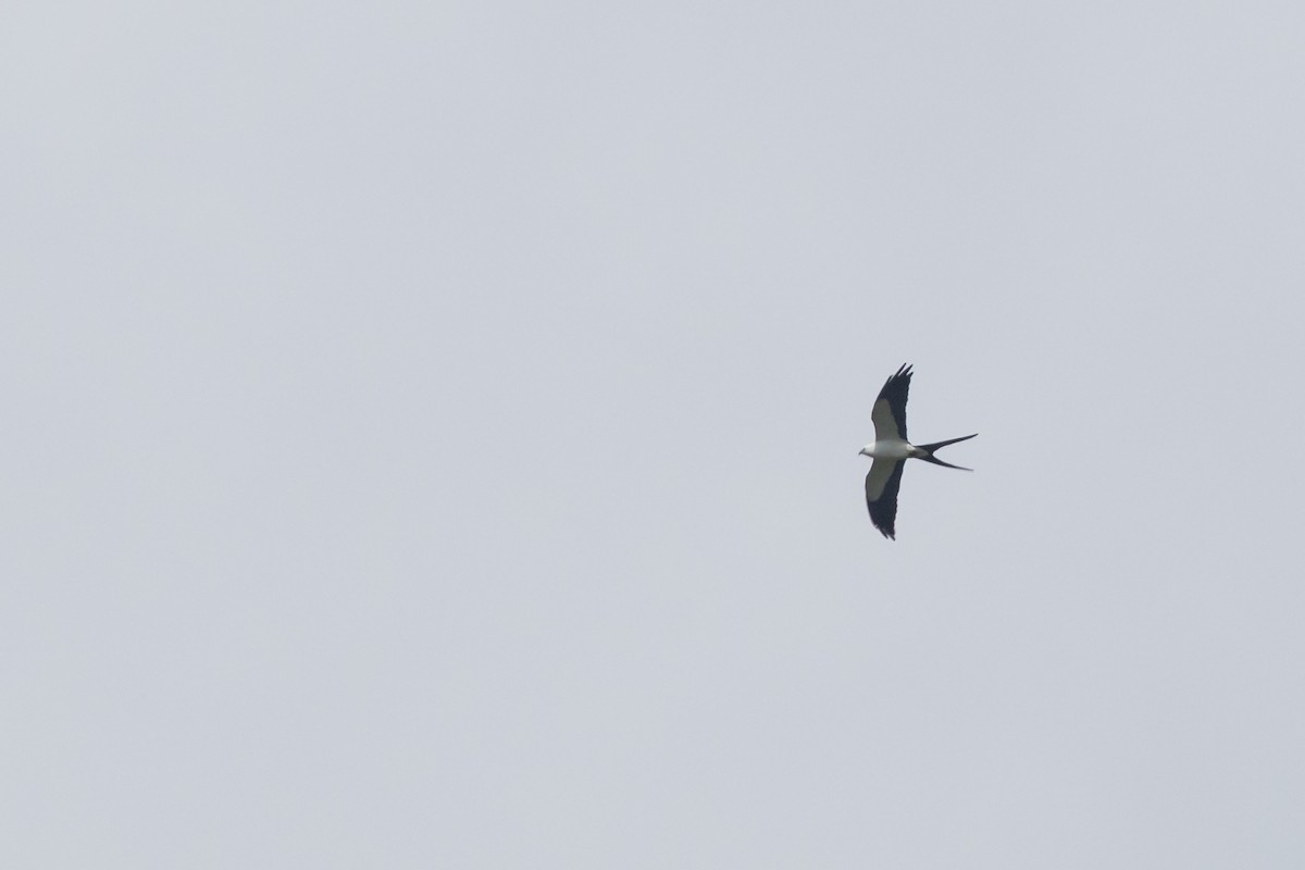 Swallow-tailed Kite - ML646358067