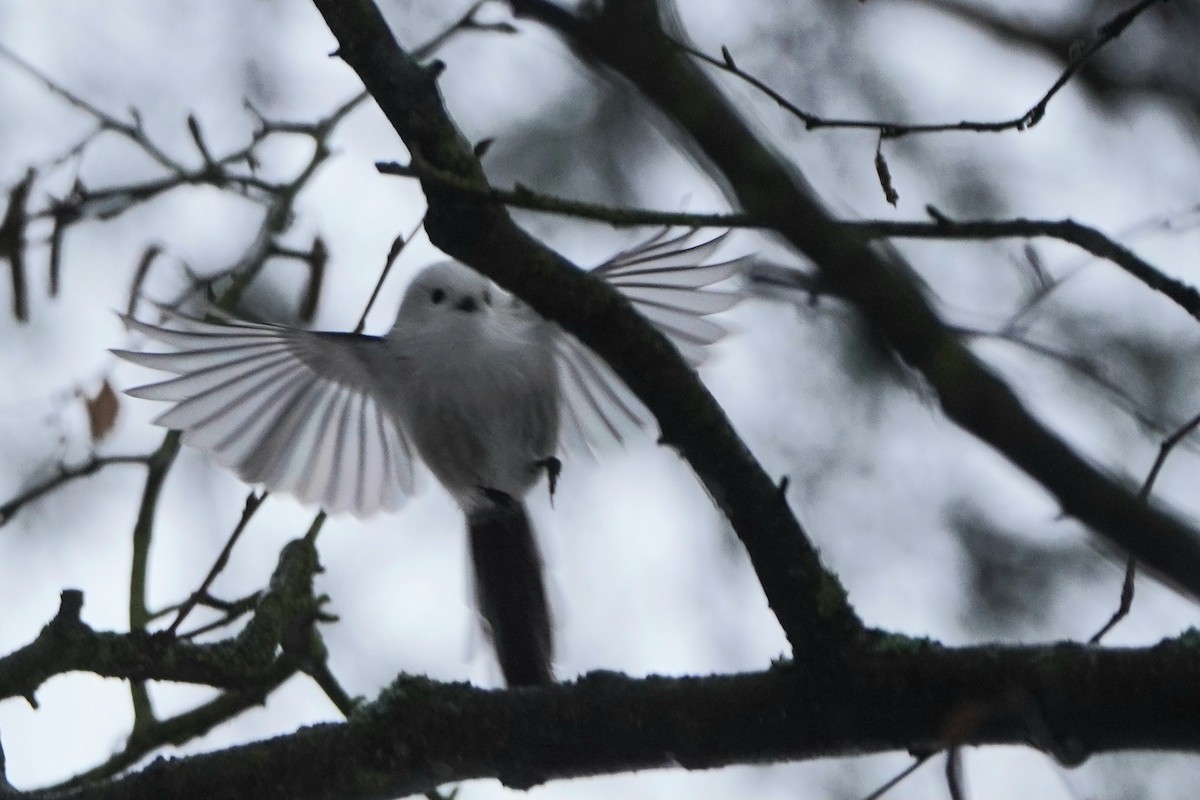 Long-tailed Tit - ML646358068
