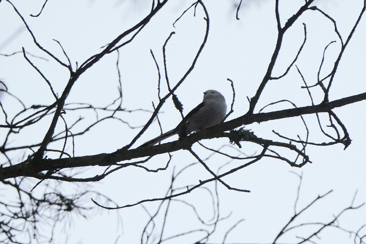 Long-tailed Tit - ML646358069