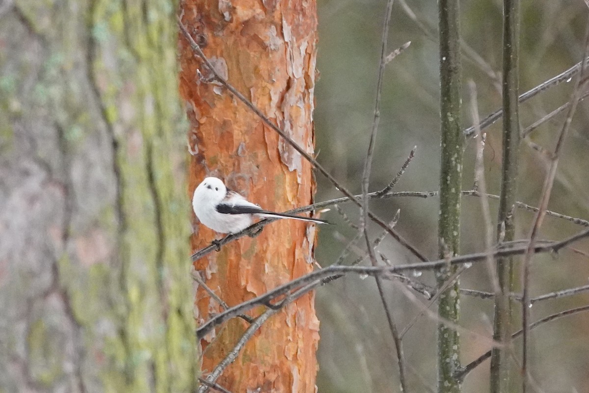 Long-tailed Tit - ML646358070