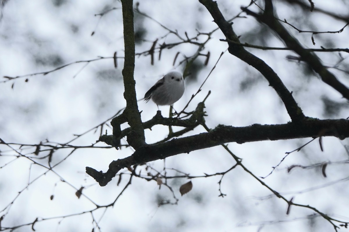 Long-tailed Tit - ML646358071