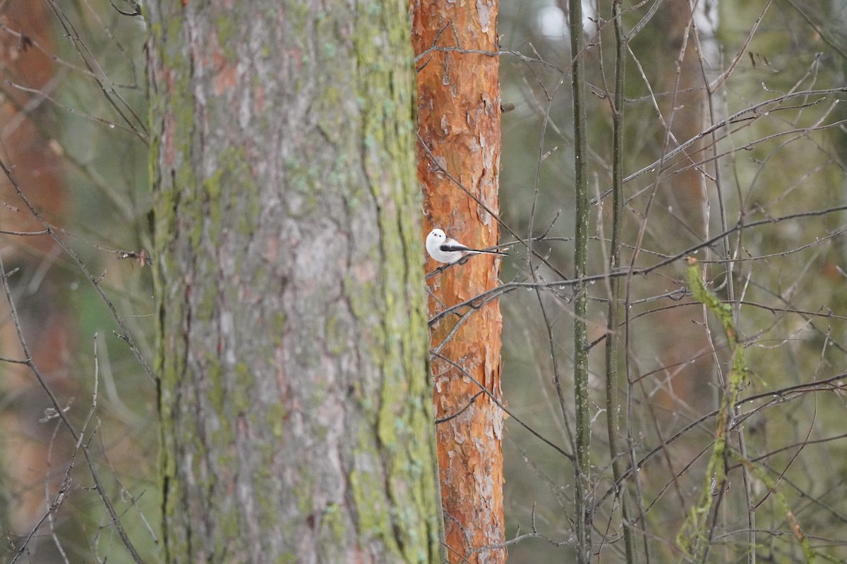 Long-tailed Tit - ML646358072