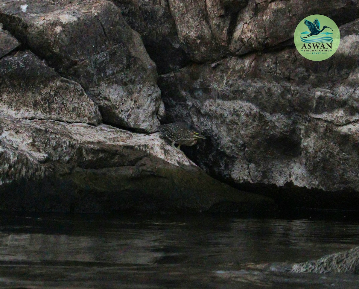 Little Heron - ML646358082