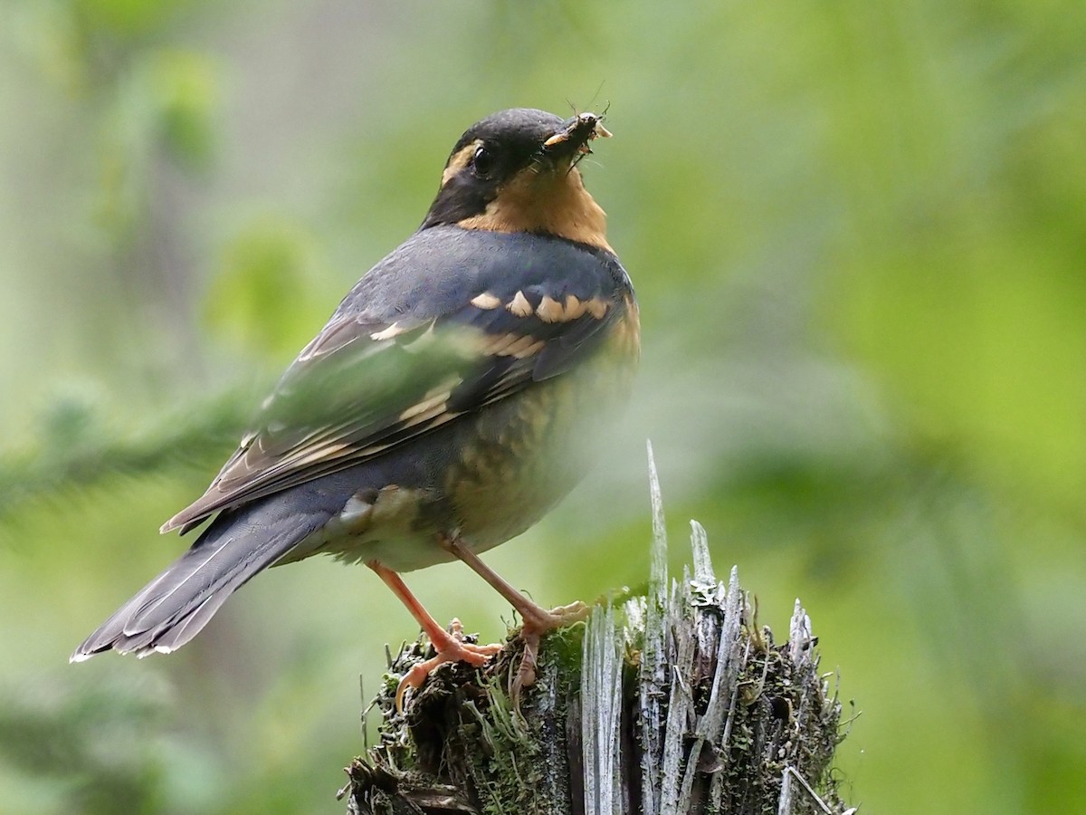 Varied Thrush - ML646358085