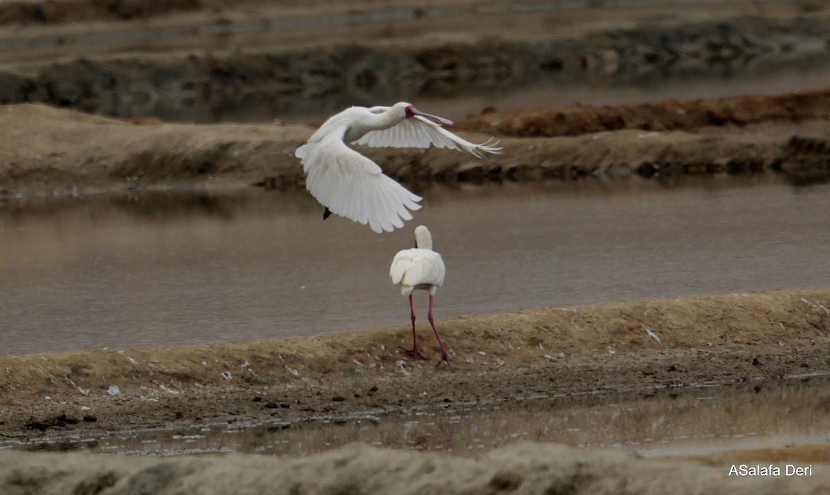 African Spoonbill - ML646358086