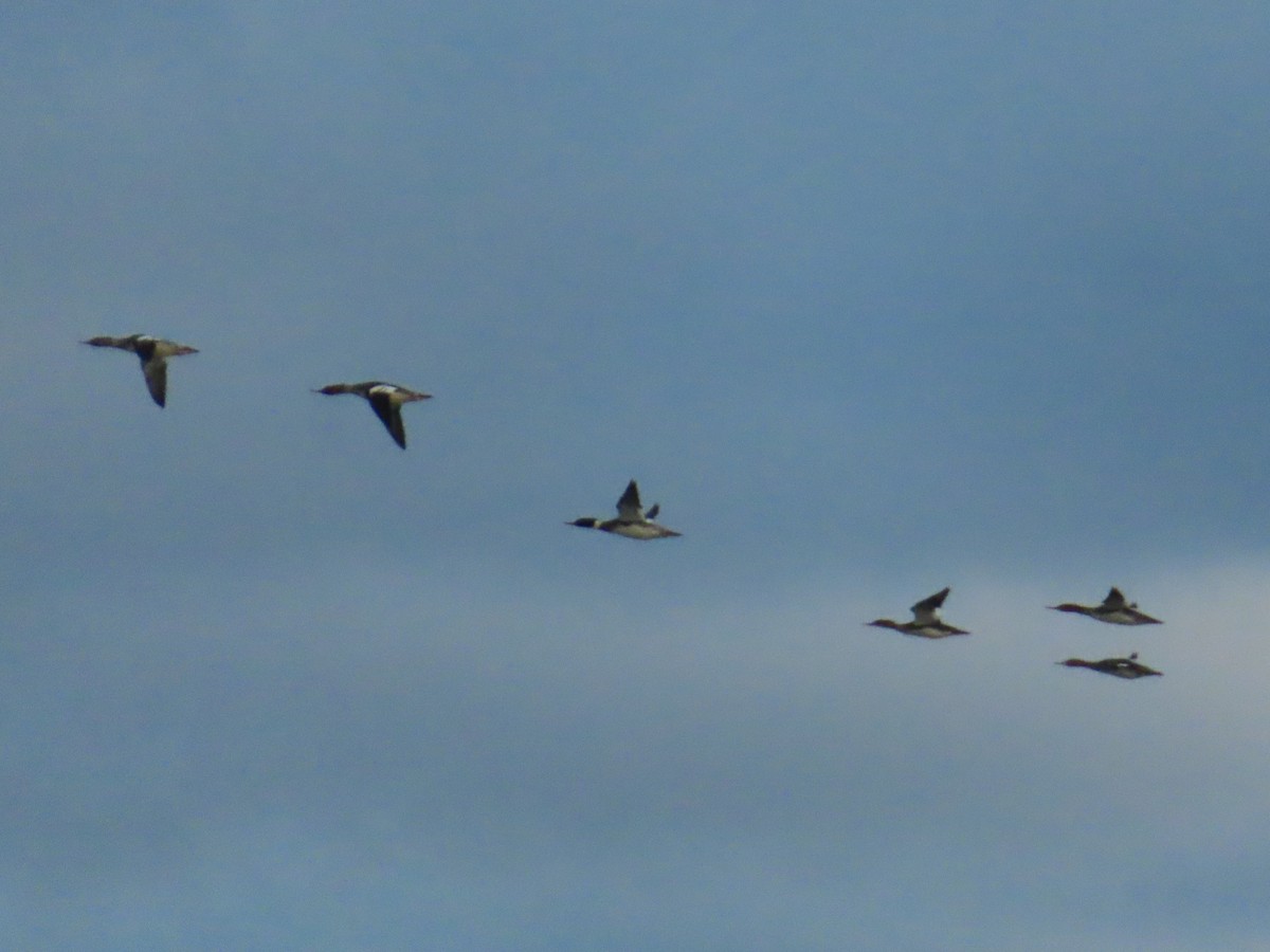 紅胸秋沙 - ML646358087