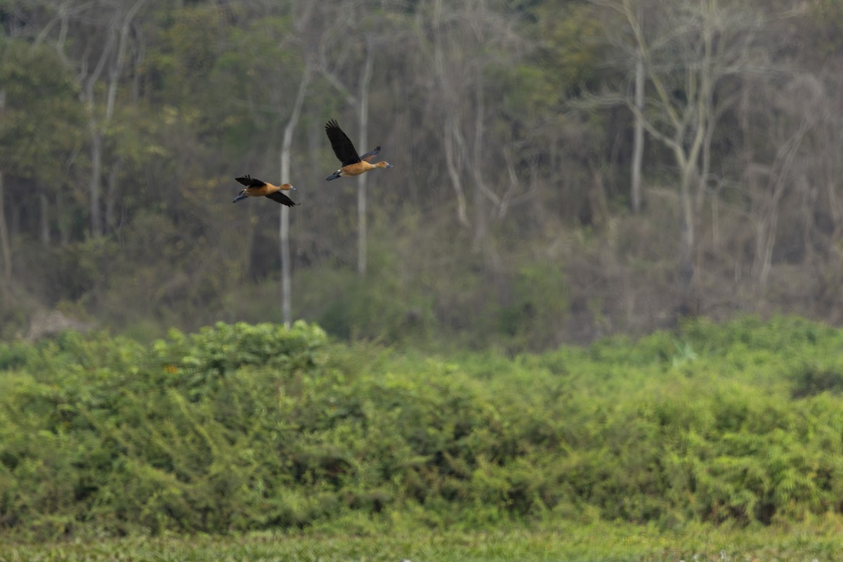 Fulvous Whistling-Duck - ML646358090