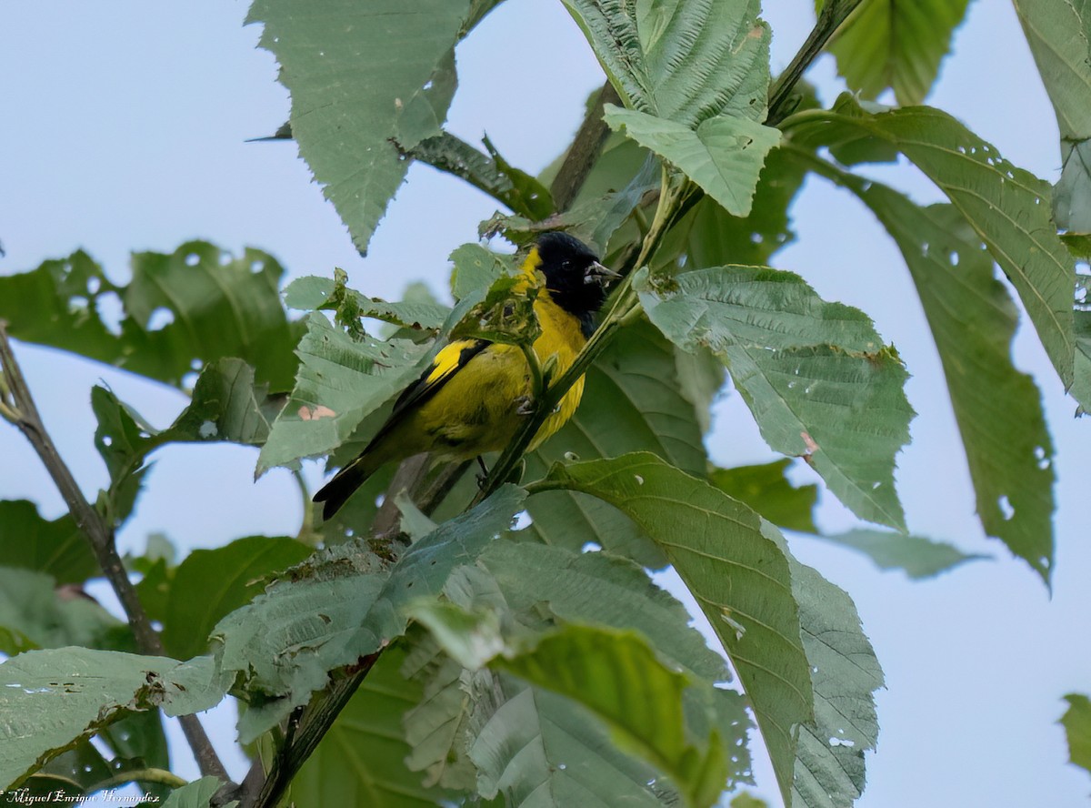 Black-headed Siskin - ML646358095