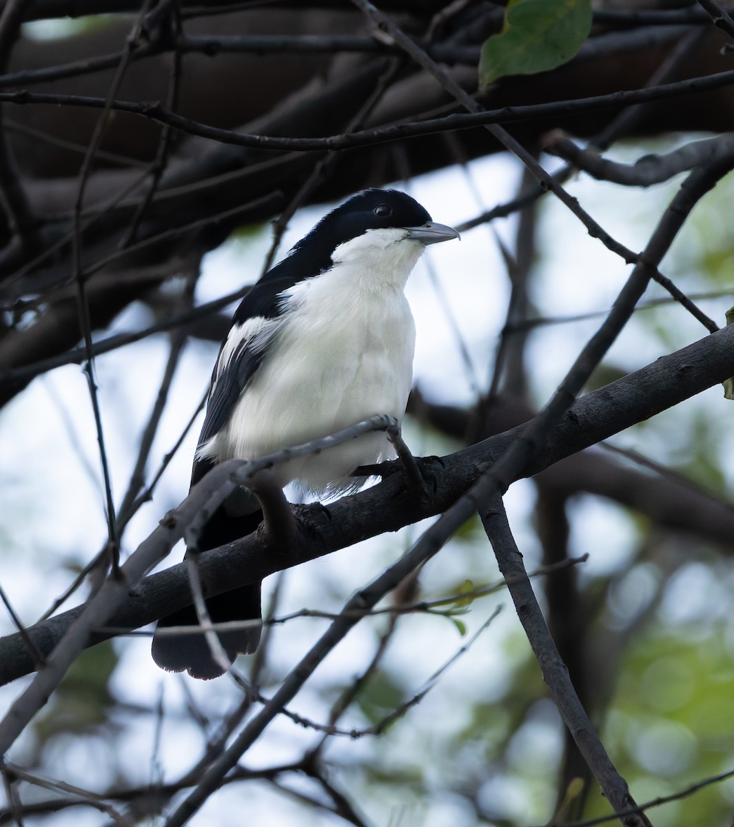 Gabon Boubou - ML646358099