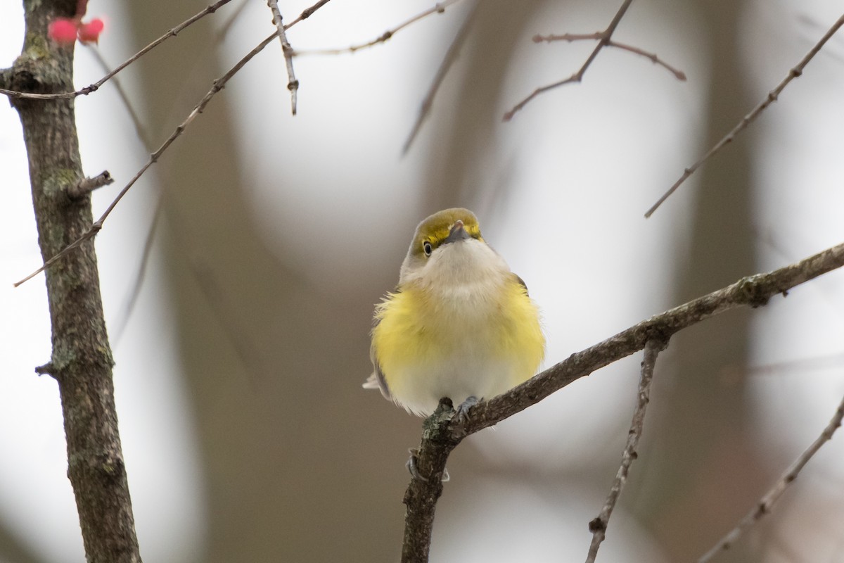 White-eyed Vireo - ML646358101