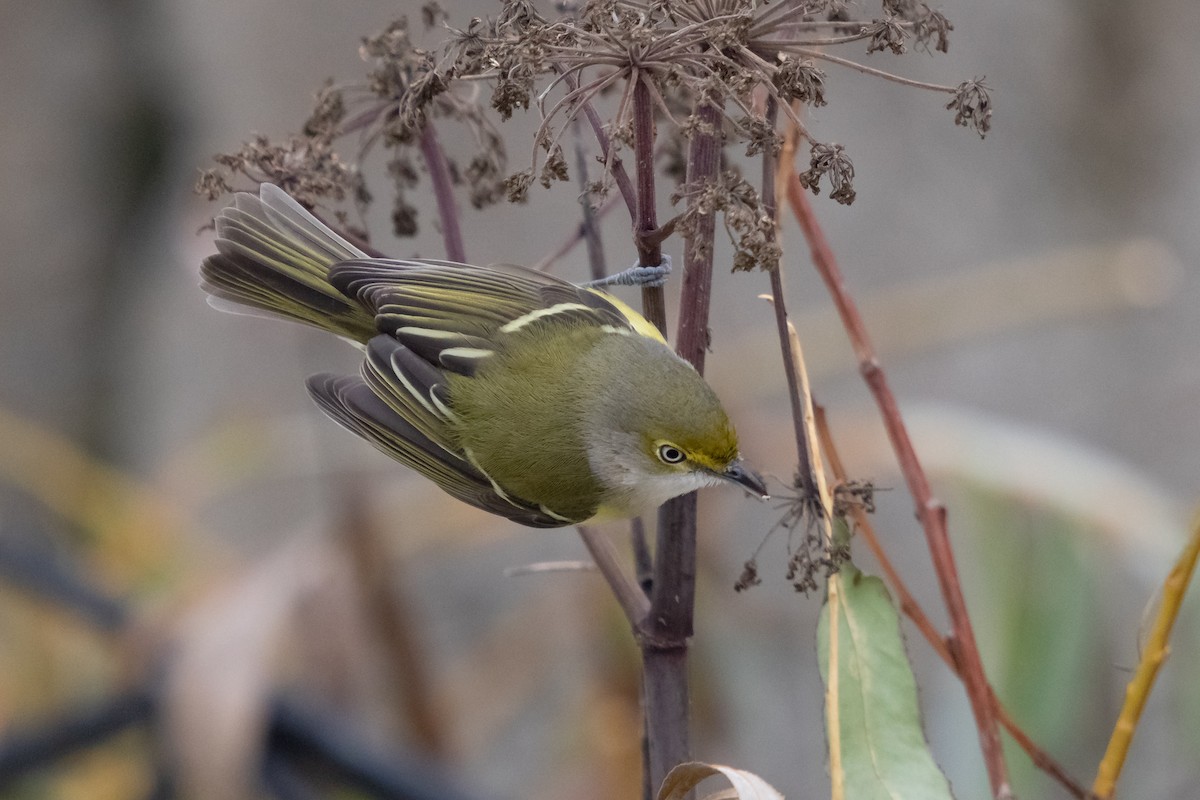 White-eyed Vireo - ML646358102