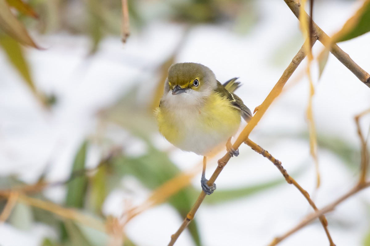 White-eyed Vireo - ML646358103
