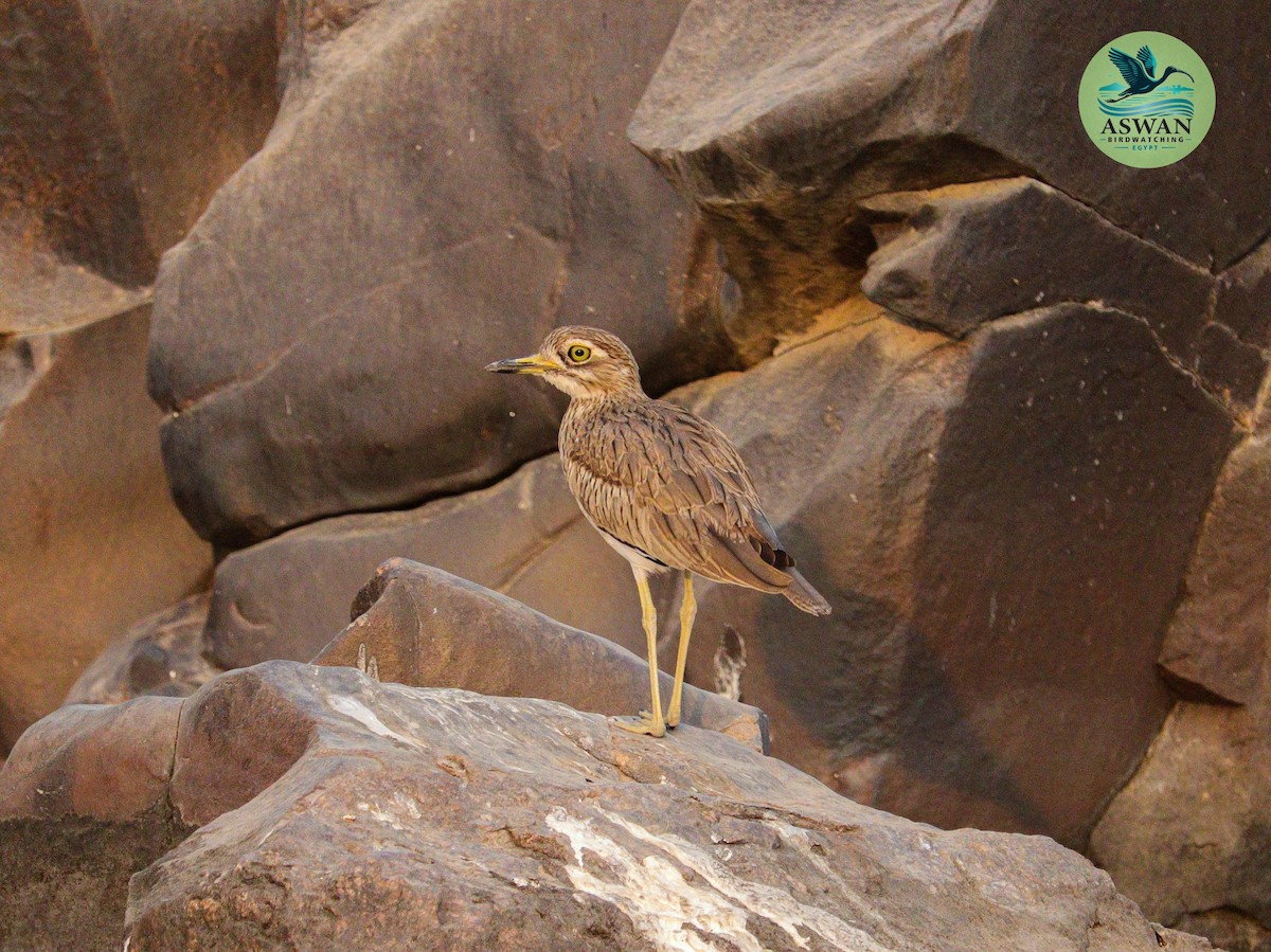 Senegal Thick-knee - ML646358104