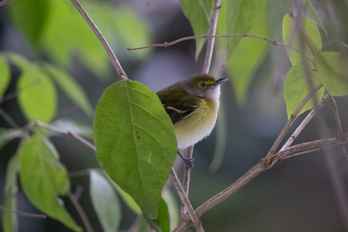 White-eyed Vireo - ML646358105