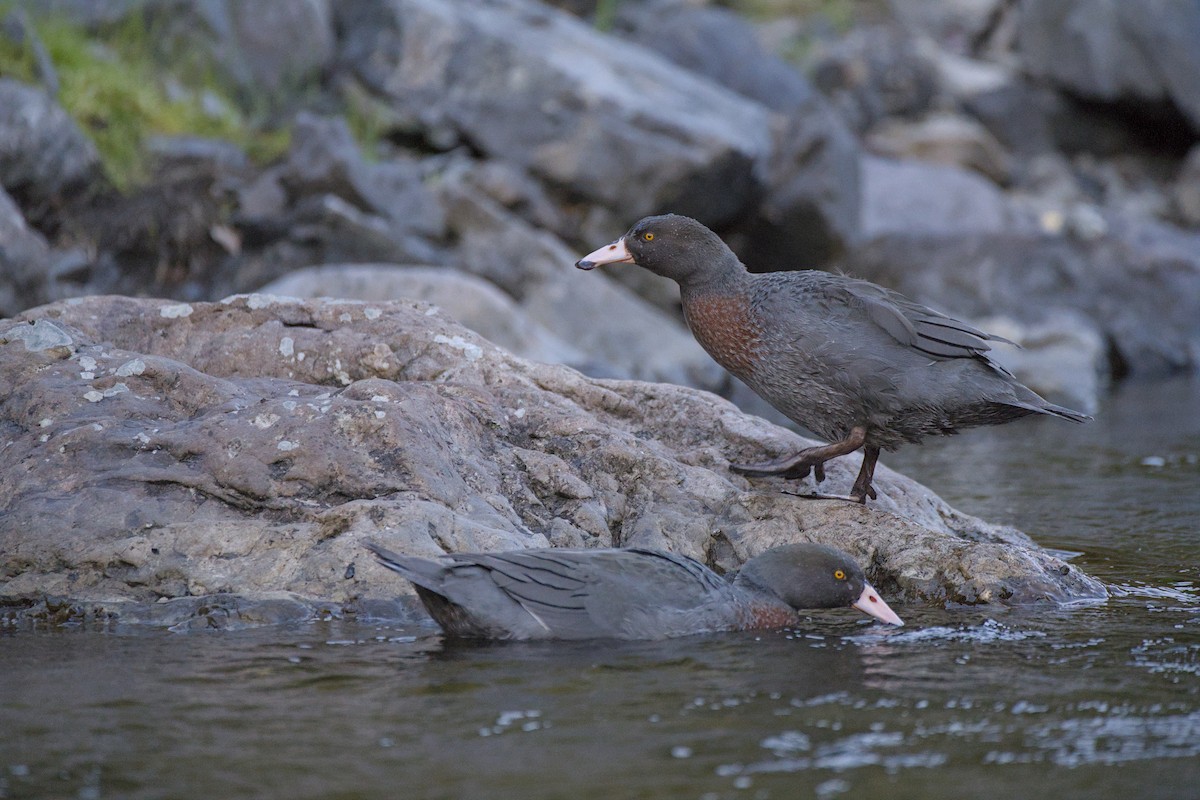 Blue Duck - ML646358107