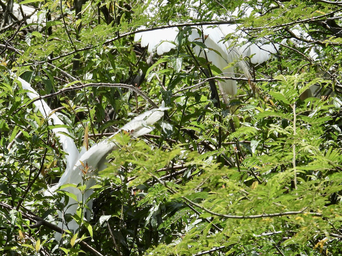 Great Egret - ML646358108