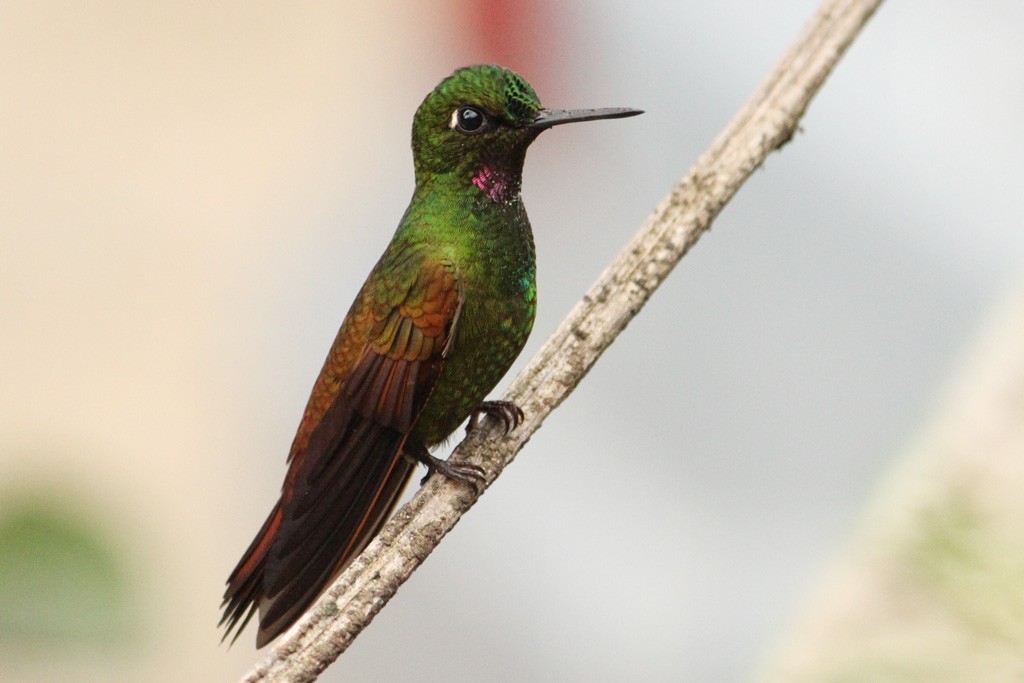 Brazilian Ruby - Natalia Allenspach
