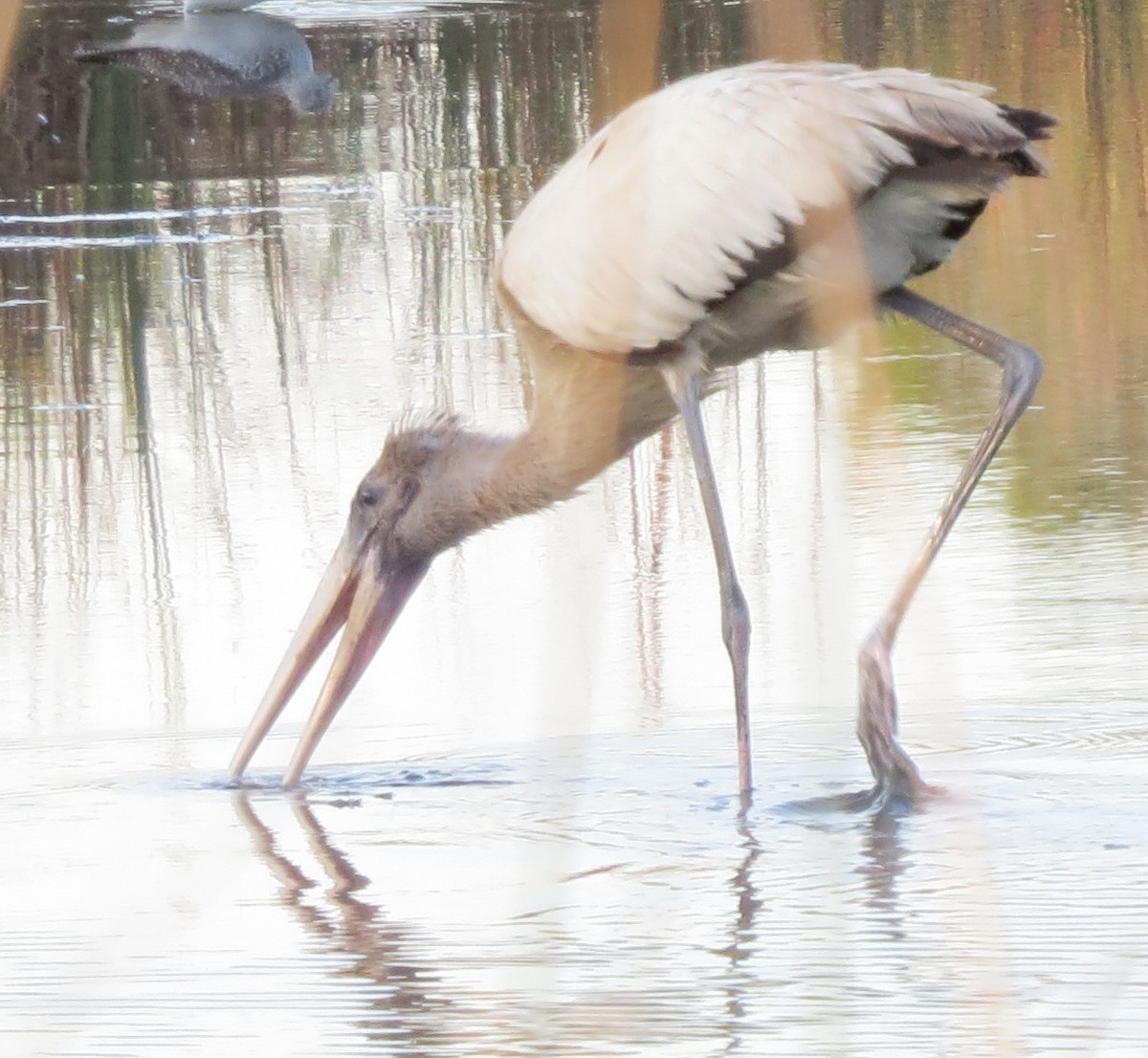 Wood Stork - ML646358115