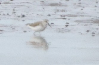 Western Sandpiper - ML646358118