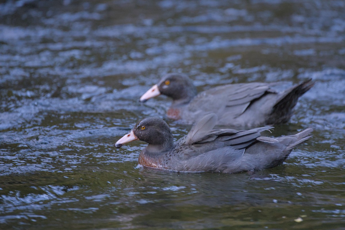Blue Duck - ML646358119