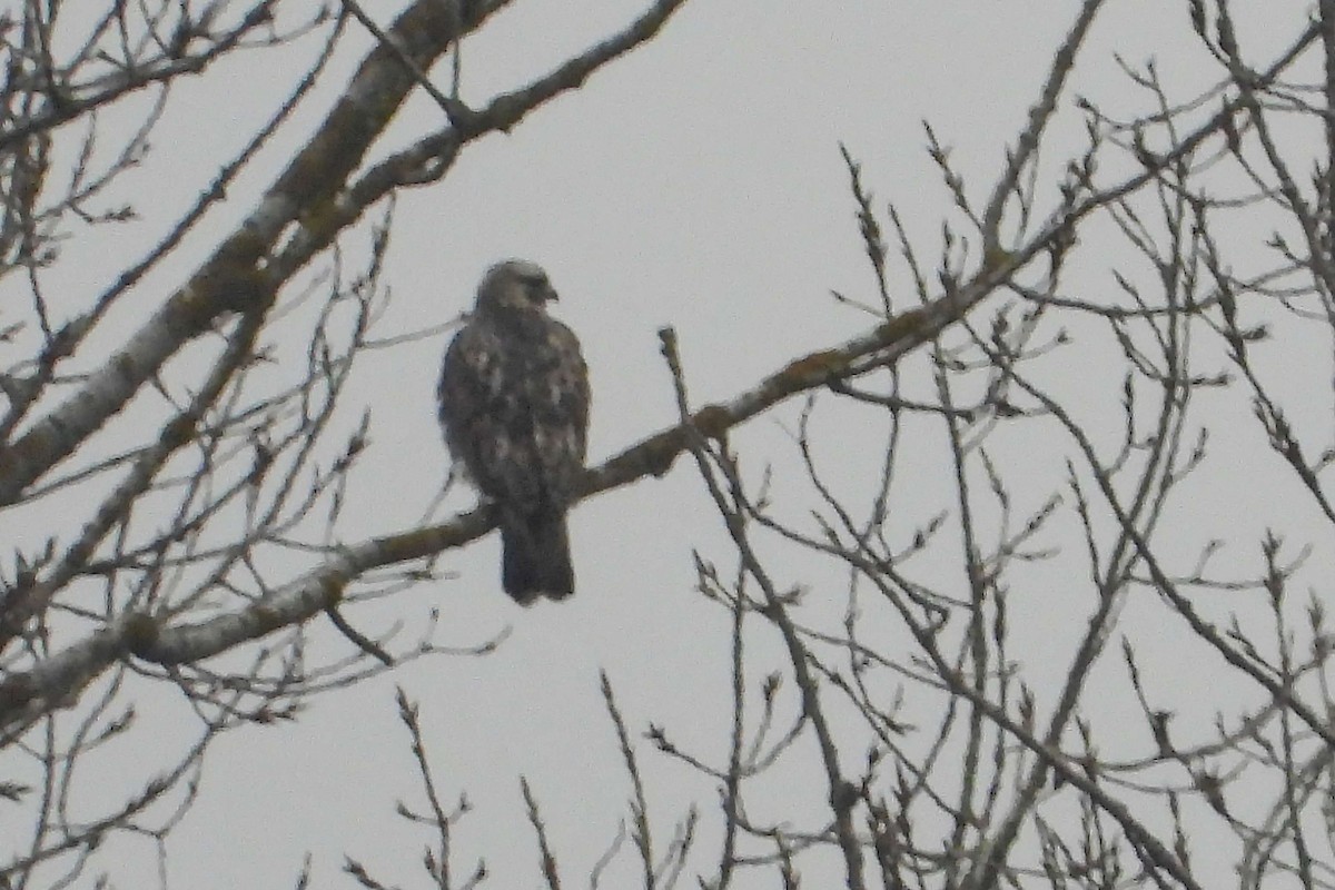 Rough-legged Hawk - ML646358121