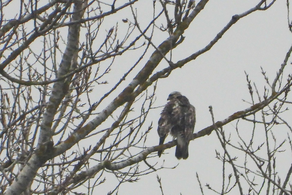 Rough-legged Hawk - ML646358122